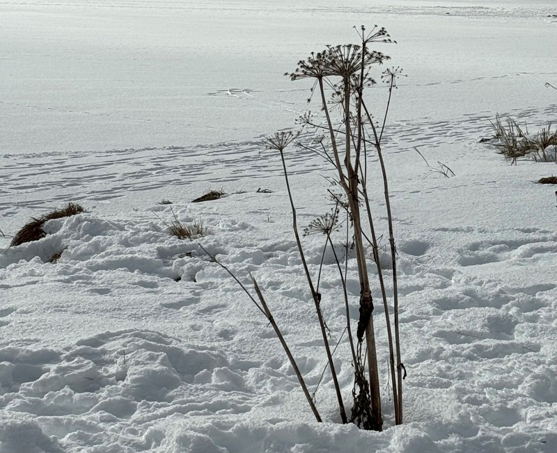 Blumen im Schnee